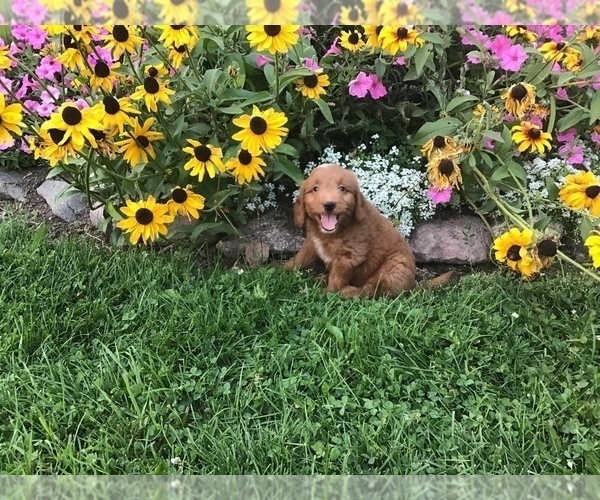Medium Photo #11 Goldendoodle-Poodle (Miniature) Mix Puppy For Sale in CURTISS, WI, USA