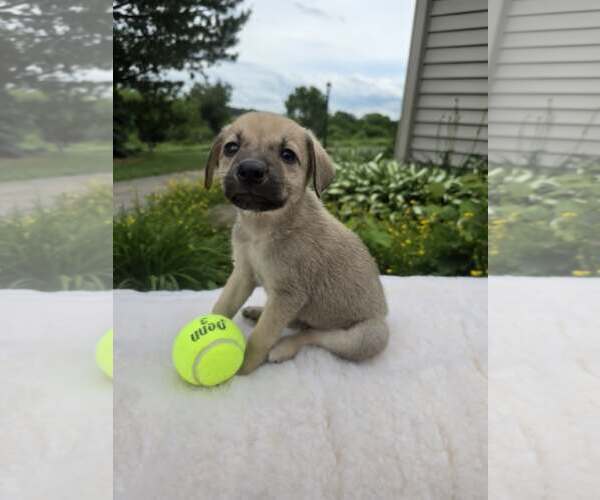 Medium Photo #1 German Shepherd Dog-Unknown Mix Puppy For Sale in SHERBURNE, NY, USA