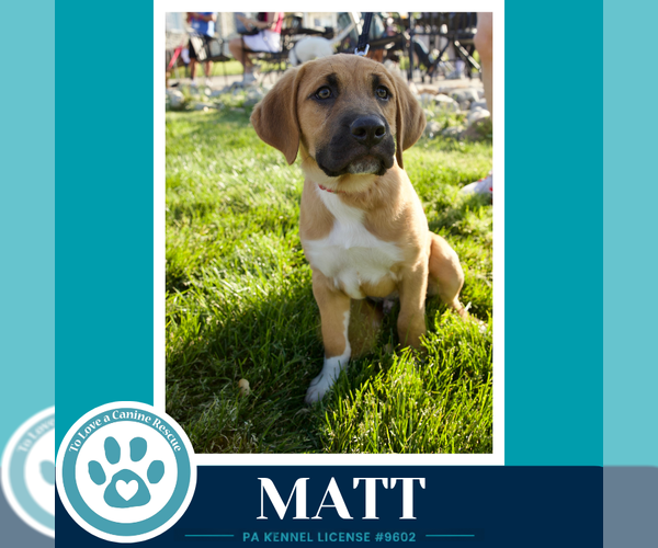Medium Photo #6 Mutt Puppy For Sale in Kimberton, PA, USA