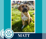 Small #5 Mutt