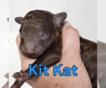 Puppy Kit Kat Poodle (Miniature)