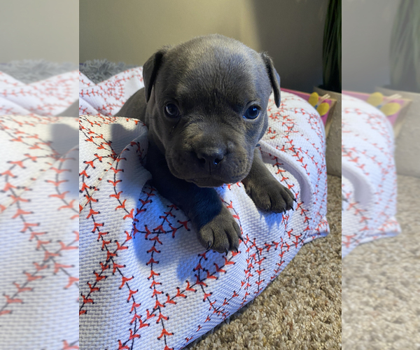 Medium Photo #11 American Bully Puppy For Sale in OVERLAND, KS, USA