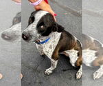 Small #1 Mutt