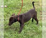 Small #2 Labrador Retriever Mix