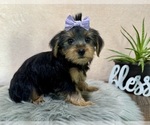Small #3 Yorkshire Terrier