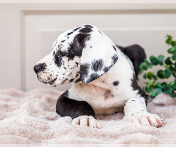 Medium Photo #4 Great Dane Puppy For Sale in WAKARUSA, IN, USA