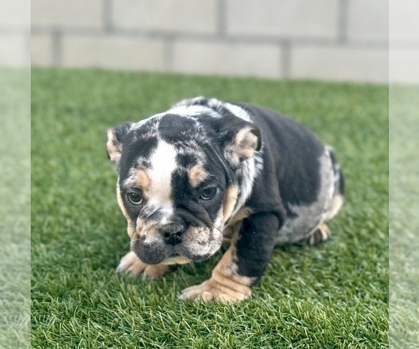 Medium Photo #9 English Bulldog Puppy For Sale in PHILADELPHIA, PA, USA
