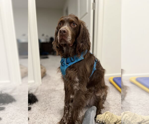 Medium Photo #5 Brittany Puppy For Sale in Curwensville, PA, USA