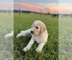 Small Photo #2 Goldendoodle-Poodle (Standard) Mix Puppy For Sale in ASHVILLE, AL, USA