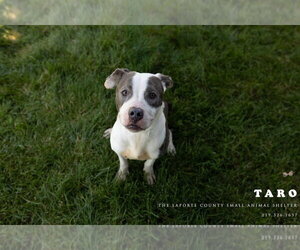 Mutt Dogs for adoption in La Porte, IN, USA