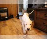 Small Photo #6 Dogo Argentino Puppy For Sale in CANON CITY, CO, USA