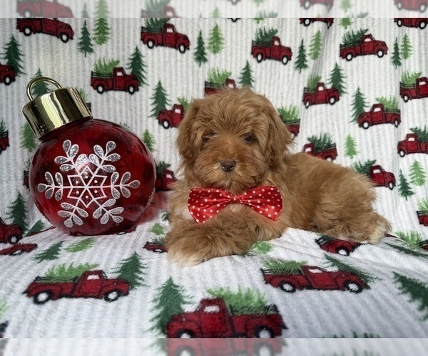 Medium Photo #1 Lhasa Apso Puppy For Sale in LAKELAND, FL, USA