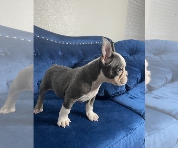 Medium Photo #23 French Bulldog Puppy For Sale in MENLO PARK, CA, USA