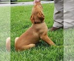 Small Photo #3 Labrador Retriever Puppy For Sale in MACON, GA, USA