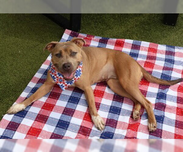 Medium Photo #3 Mutt Puppy For Sale in Rockaway, NJ, USA