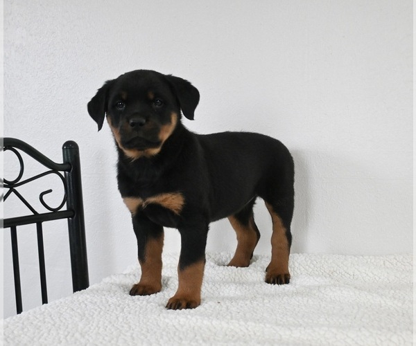 Medium Photo #2 Rottweiler Puppy For Sale in FREDERICKSBURG, OH, USA