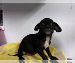 Small Pug Mix