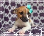 Small Photo #2 Jack-Rat Terrier Puppy For Sale in LAKELAND, FL, USA