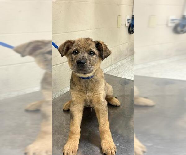 Medium Photo #1 American Pit Bull Terrier-German Shepherd Dog Mix Puppy For Sale in Conroe, TX, USA