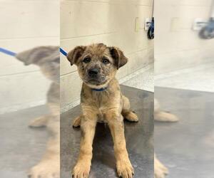 American Pit Bull Terrier-German Shepherd Dog Mix Dogs for adoption in Conroe, TX, USA