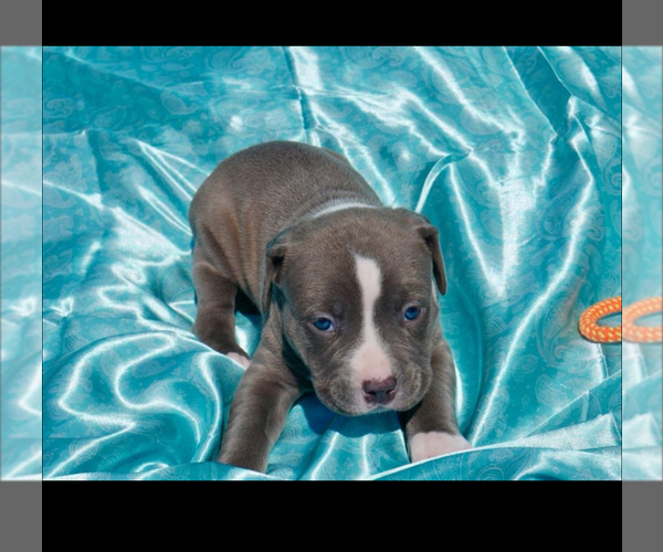 Medium Photo #6 American Bully Puppy For Sale in RICHMOND, VA, USA