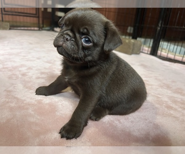 Medium Photo #57 Pug Puppy For Sale in BLOOMINGTON, IL, USA