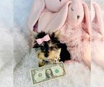 Small #3 Morkie