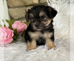 Small #5 Morkie