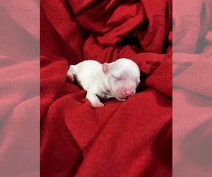 Maltese Puppy for sale in HAYWARD, CA, USA