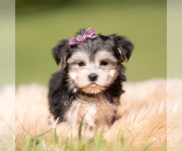 Medium Photo #5 Morkie Puppy For Sale in WARSAW, IN, USA