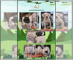American Bulldog Puppy for sale in THREE RIVERS, MI, USA