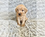 Puppy Dobby Double Doodle