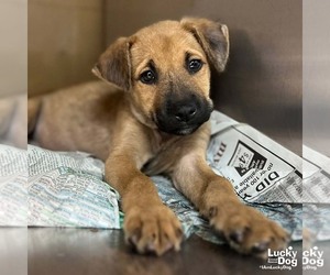 Mutt Dogs for adoption in Washington, DC, USA