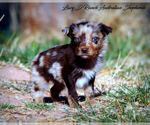Medium Photo #2 Australian Shepherd Puppy For Sale in TULAROSA, NM, USA