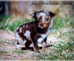 Small Photo #2 Australian Shepherd Puppy For Sale in TULAROSA, NM, USA