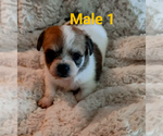 Small #2 Malchi