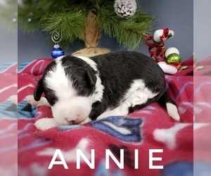Sheepadoodle Puppy for sale in CEDAR GAP, MO, USA