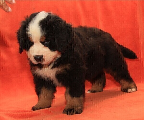 Medium Photo #7 Bernese Mountain Dog Puppy For Sale in Hatvan, Heves, Hungary