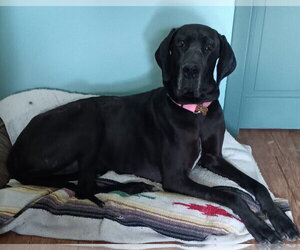 Gracie - Female Great Dane Dog for Adoption - Photo #5
