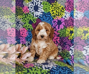 Cock-A-Poo Puppy for sale in KIRKWOOD, PA, USA