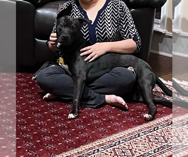 Medium Photo #8 Labrador Retriever-Unknown Mix Puppy For Sale in Atlanta, GA, USA