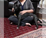 Small #7 Labrador Retriever Mix