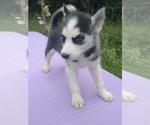 Small Photo #4 Siberian Husky Puppy For Sale in DANBY, VT, USA