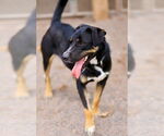 Small #3 Beauceron Mix