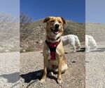 Small #4 Retriever  Mix