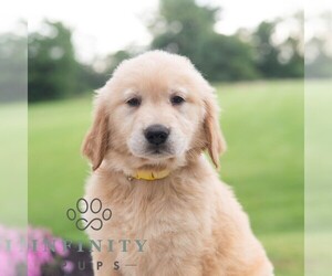 Golden Retriever Puppy for sale in NEWPORT, PA, USA