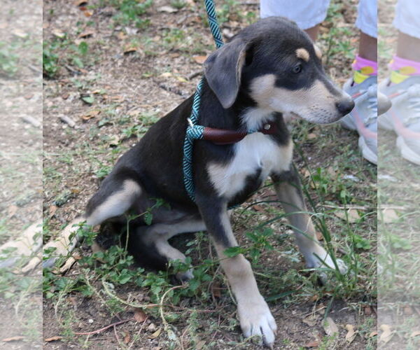 Medium Photo #3 Labrador Retriever-Unknown Mix Puppy For Sale in Bandera, TX, USA