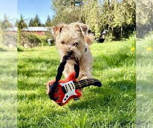 Mutt Dogs for adoption in Milwaukie, OR, USA