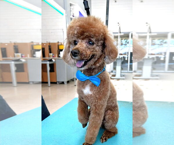 Medium Photo #4 Poodle (Miniature) Puppy For Sale in Chester, NJ, USA