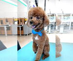 Small #3 Poodle (Miniature)
